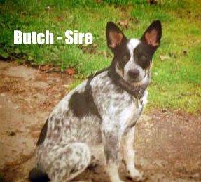 Sire
